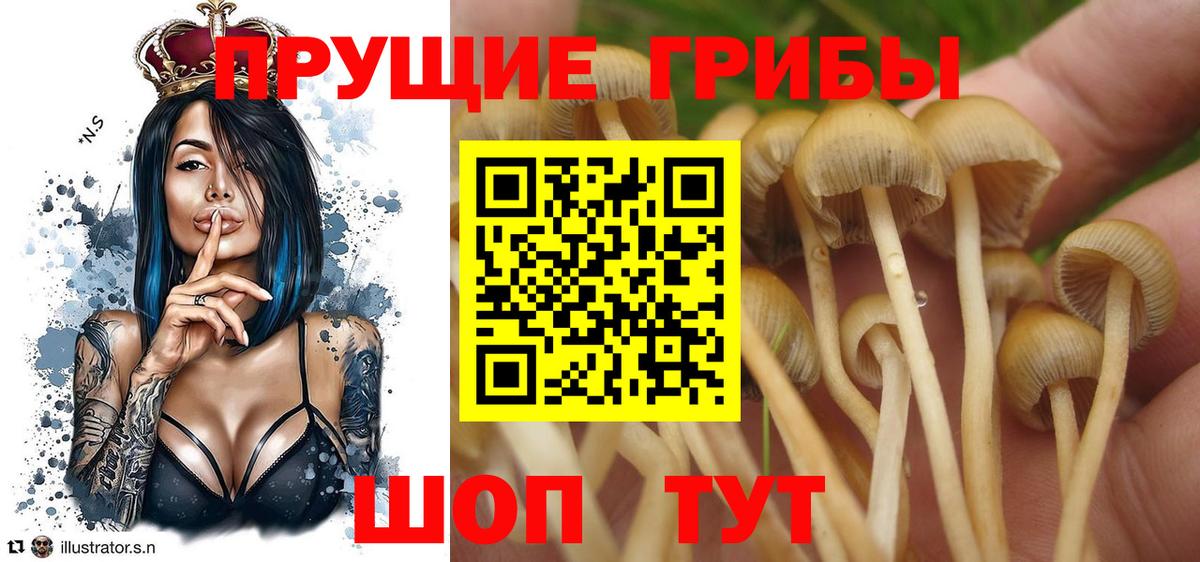 Галлюциногенные грибы Cubensis Железногорск